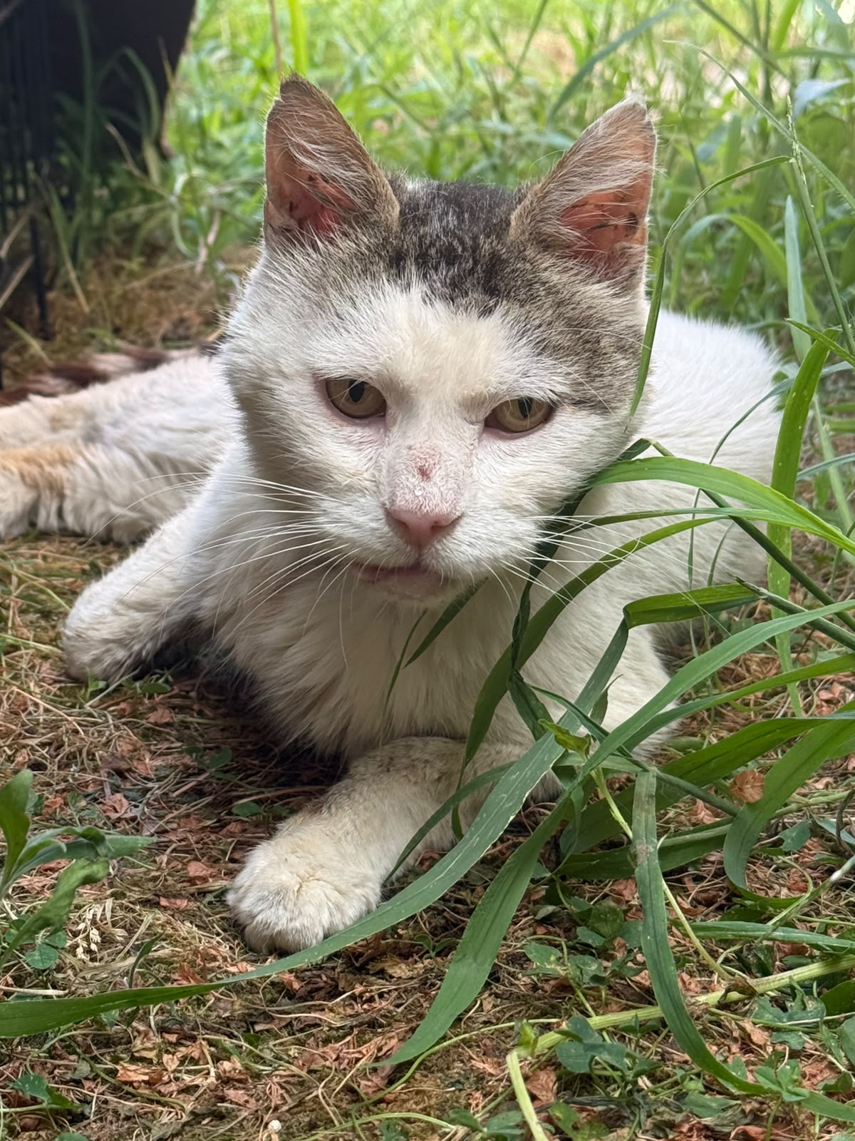 Adopter Marco