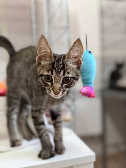 Adopter Popey