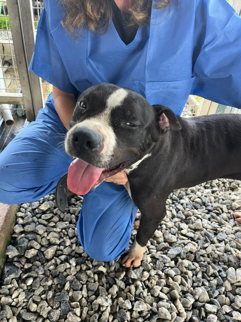 Adopter Aba