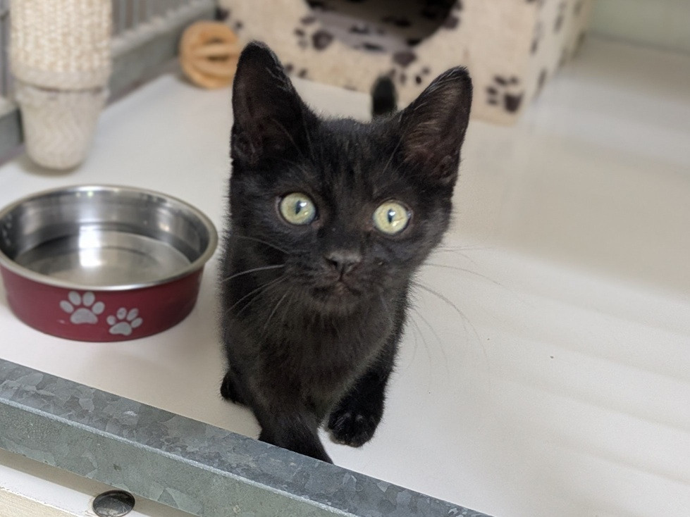 Adoption BABOU