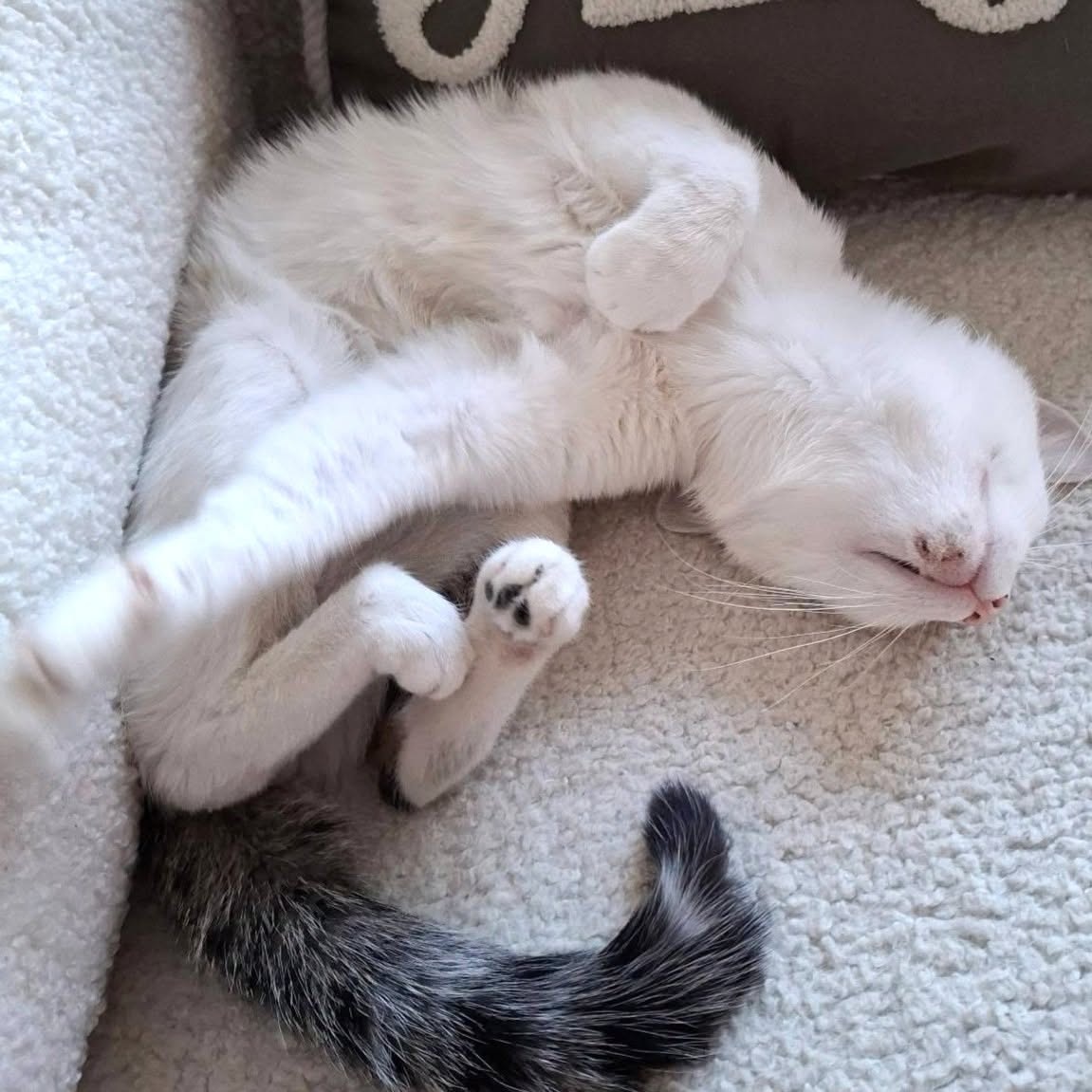 Adoption CHARLY