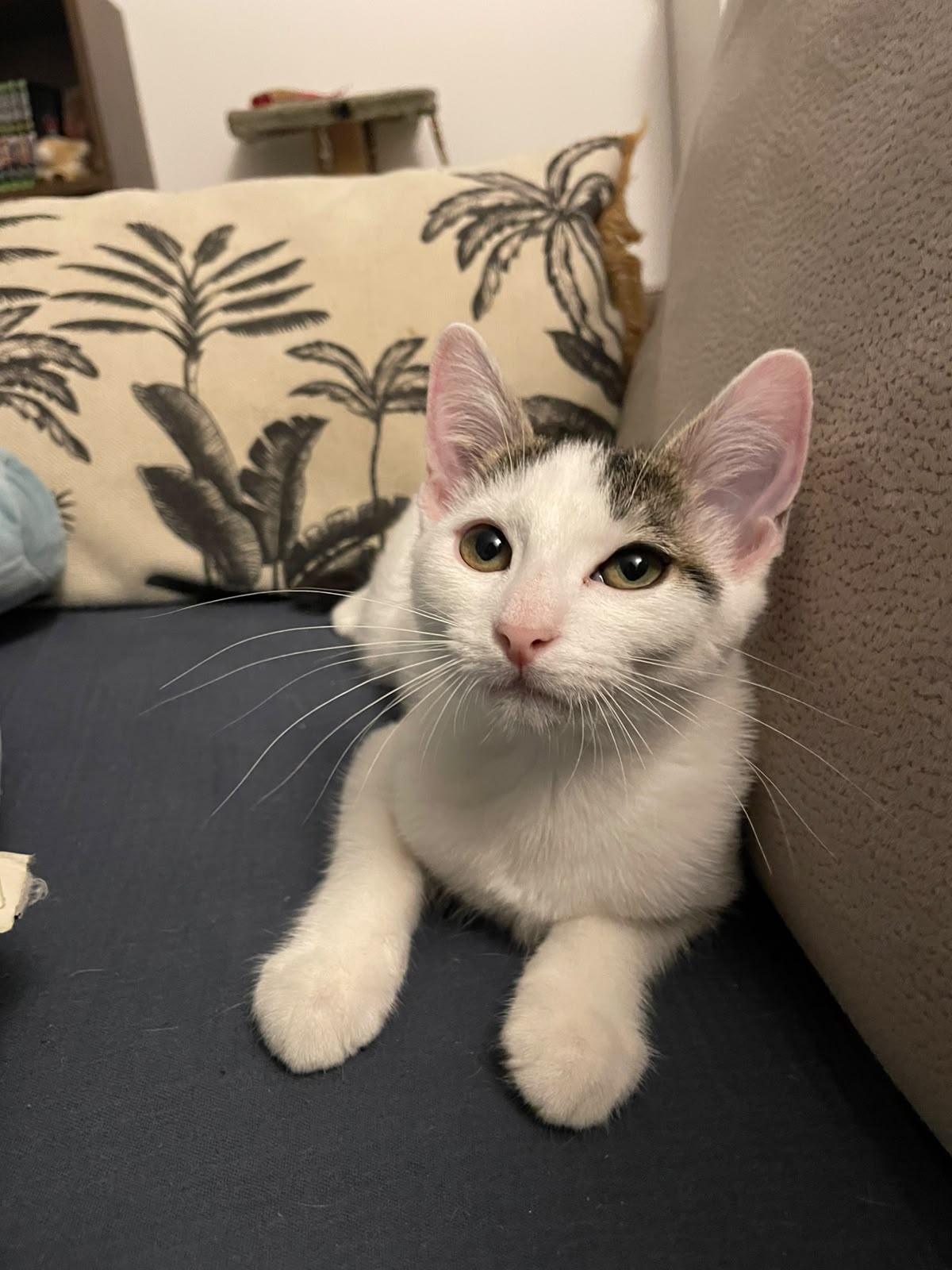 Adopter NAMI
