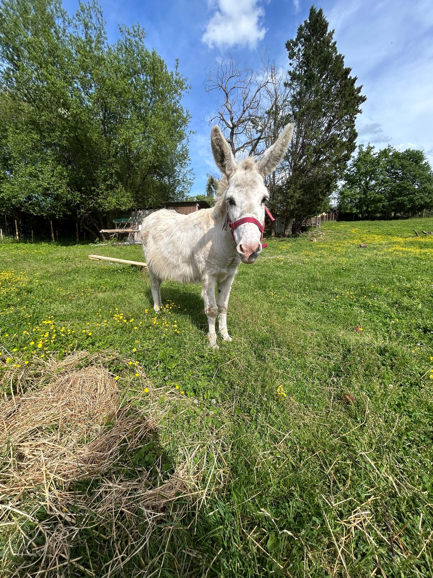 Adopter Bella