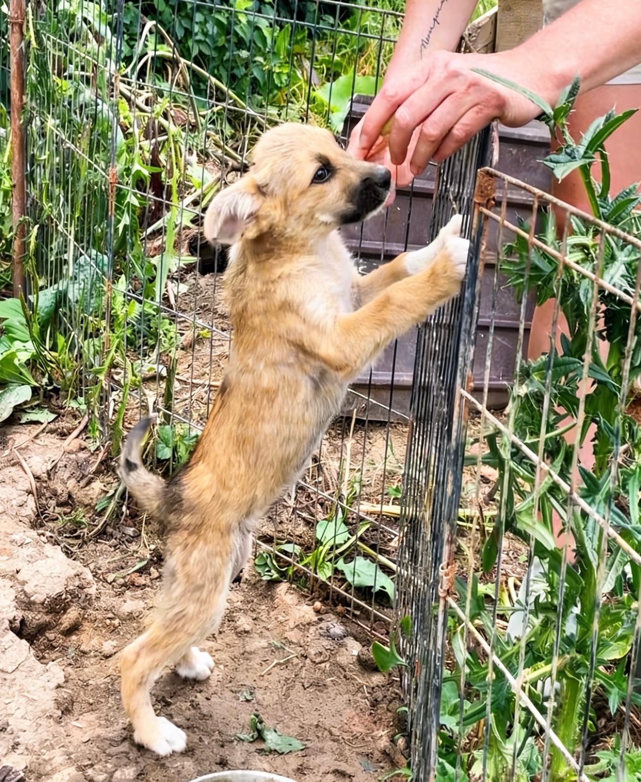 Adoption RUBY