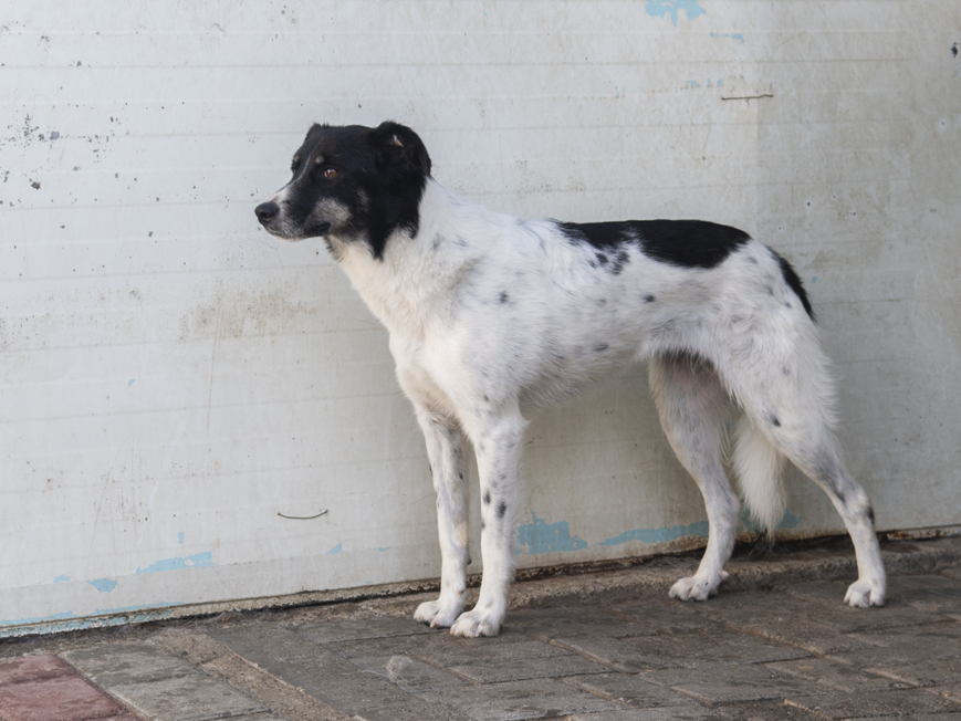 Adopter Victoria