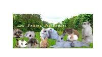 Logo association Les Petites Pitchounes