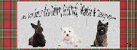 Logo association Au bonheur des Cairn Scottish Westie & compagnie