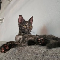 Adopter : BELIA