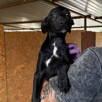 Adopter : OPALE
