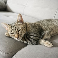 Adopter : MIMICHE