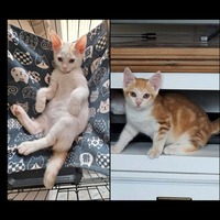 Adopter : PUNCKY et ROCKY
