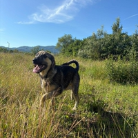 Adopter  chien : BROTHER