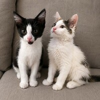 Adopter : CERES et SIRIUS