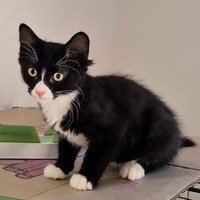 Adopter : MERLIN
