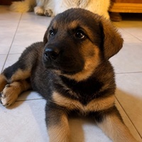 Adopter : BRINDILLE ET BROUSAILLE