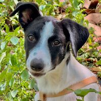 Adopter  chien : Tanin