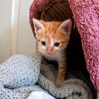 Adopter : BUZZ