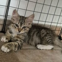 Adopter : MIETTE