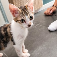 Adopter  chat : JIMBO