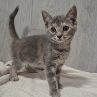 Adopter  chat : Bocquet