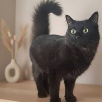 Adopter  chat : Tao