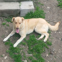 Adopter : Blonda