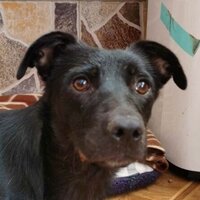Adopter : Nikita
