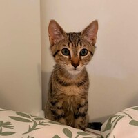 Adopter  chat : SALAMECHE
