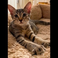 Adopter : NYX