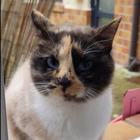 Adopter : Héméra