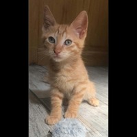 Adopter  chat : CHARLES