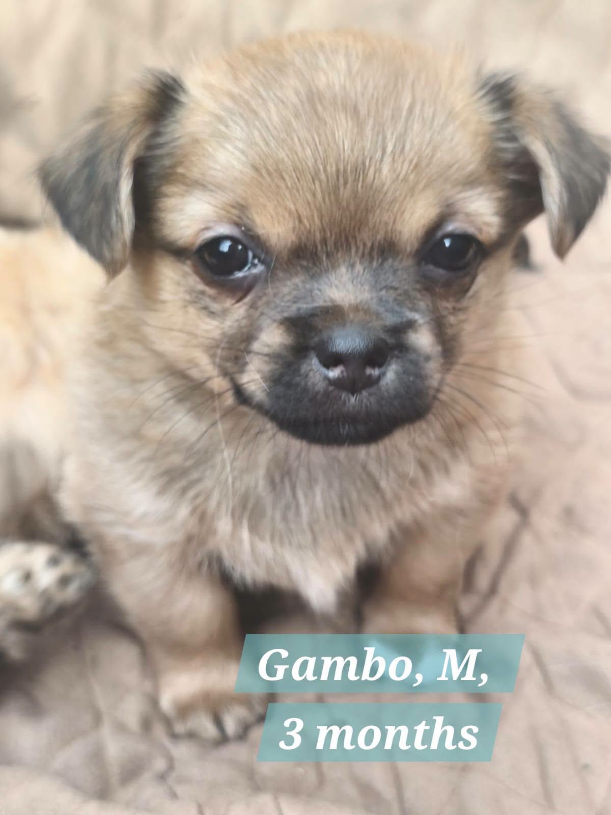 Adopter GAMBO