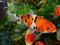 Adopter un poisson : connaitre ses besoins avant de se décider