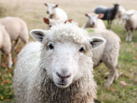 Guide d’adoption de l’animal de ferme