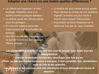 Adopter une chèvre ou une brebis, quelles différences ?