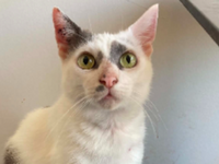 Emmy, une chatte qui revient de loin, cherche une famille prête à la comprendre