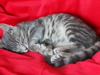 Adopter un chat : penser à tout avant son arrivée