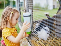 Mon lapin nain peut-il vivre dehors ?