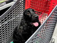 Et si la canicule changeait notre façon de vivre avec les chiens ?