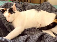 Sauvée des rues de Dubaï, Lola cherche sa famille adoptive en France