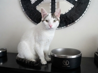 Yoda n’a pas d’histoire tragique. Pourtant, ce chat à l’adoption mérite lui aussi sa famille