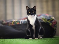 Des rues de Paris au refuge : la résilience fascinante de Zora, une petite chatte à l'adoption