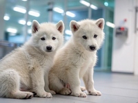 Résurrection génétique : les bébés loups hybrides de ce labo sont-ils vraiment des loups géants ?