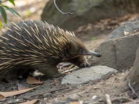 Découverte révolutionnaire sur l'échidné, ce petit animal méconnu