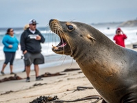 On se croirait dans une série : l'attaque du lion de mer en Californie viendrait des algues toxiques