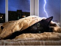 "Mon chat est stressé" : 6 solutions efficaces pour apaiser un chat anxieux