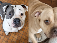 « Elle a appelé en larmes » : deux chiens risquent la fourrière dans le Nord de la France