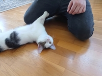 Ce chat de 2 ans pourrait bien être le compagnon idéal pour votre famille