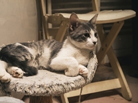 Bossanova, chaton de 5 mois à adopter... La "saison des chatons" n'a rien de mignon