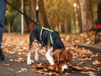Peut-on vraiment adopter un chien et répondre à ses besoins quand on vit en ville ?